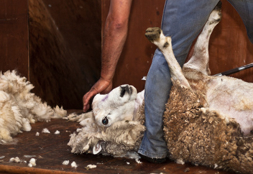 L'industrie de la soie  Animaux utilisés pour les vêtements - PETA France